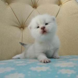 看大陆特级毛片
